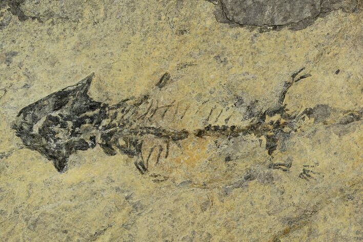 Discosauriscus (Permian Reptiliomorph) - Czech Republic #125590